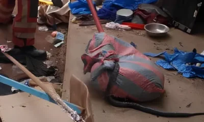 Abengourou : Un serpent s’introduit dans les locaux de la mairie, les pompiers civils le capturent et le relâchent…